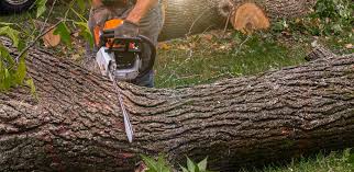 Trusted Evergreen, MT Tree Care Services Experts