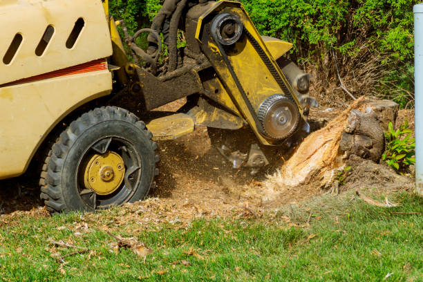 Leaf Removal in Evergreen, MT