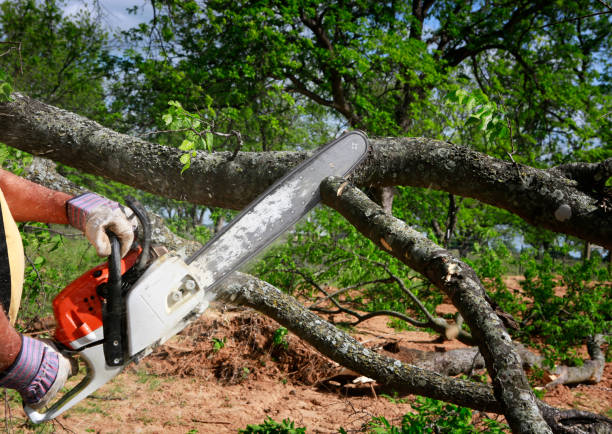 How Our Tree Care Process Works  in  Evergreen, MT